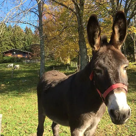 Braunkopf Alsace Domek alpejski Muhlbach-sur-Munster
